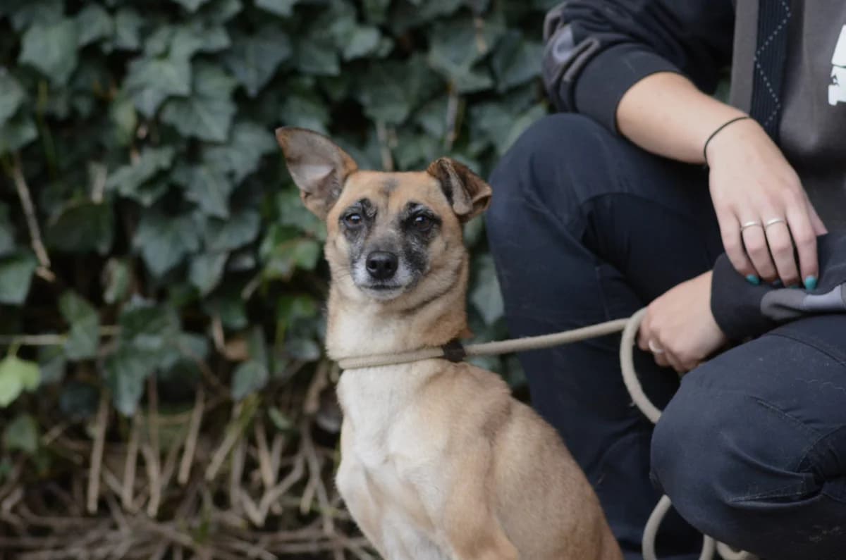 Zoë, female Mixed Breed for adoption at Dierencentrum de Ark, Apeldoorn