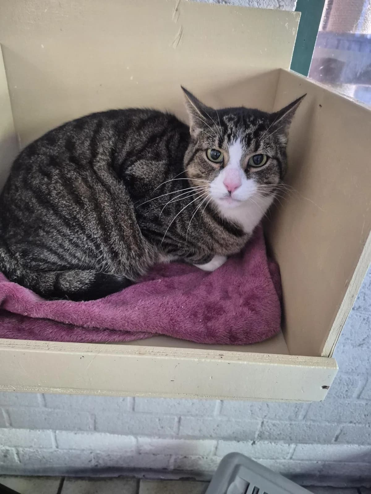 Achmed, male 5yo Mixed Breed for adoption at Dierencentrum De Mère