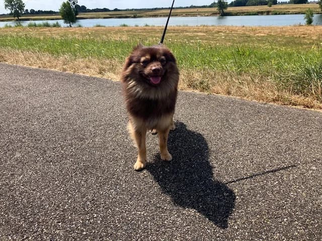 Floxxy, young Mixed Breed for adoption at Dierencentrum De Mère