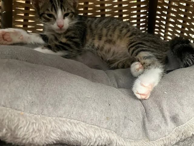 Kittens, puppy Mixed Breed for adoption at Dierencentrum De Mère