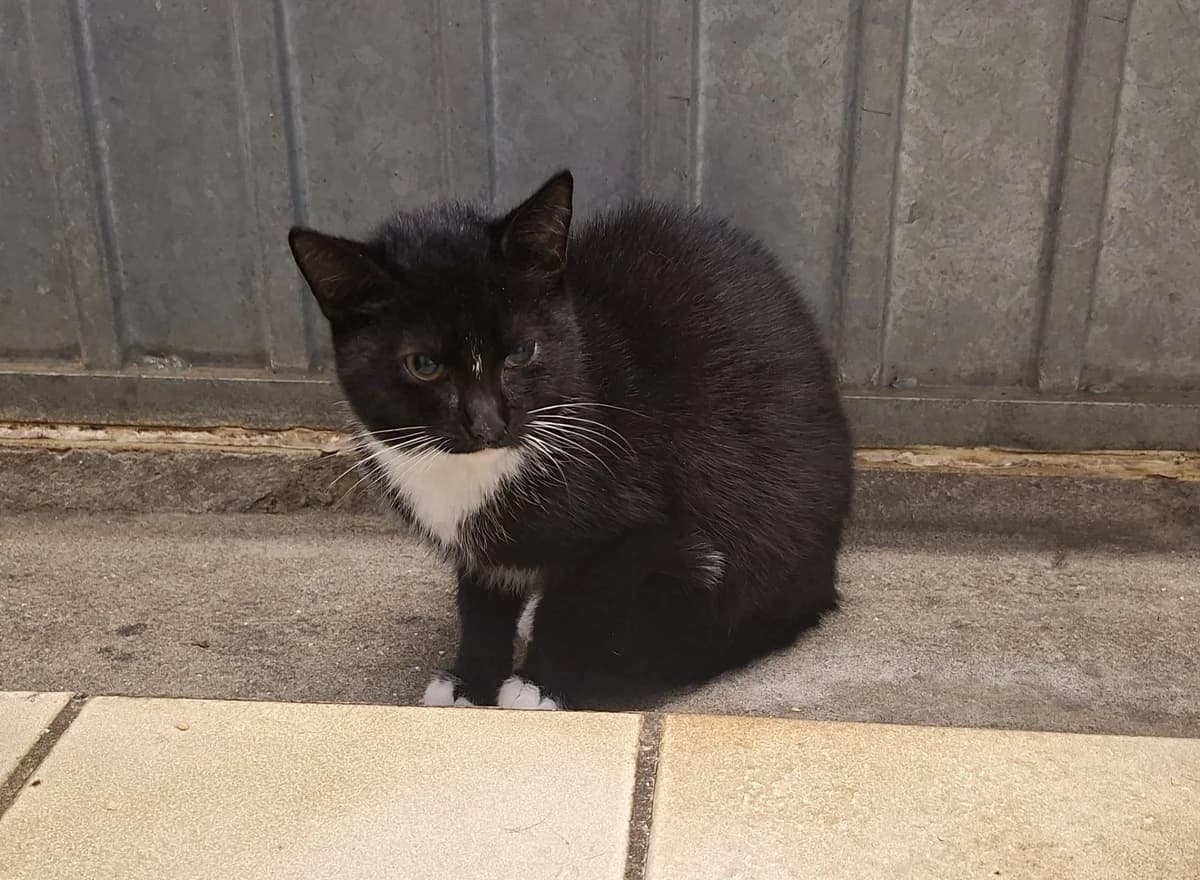 Kittens, puppy Mixed Breed for adoption at Dierencentrum De Mère