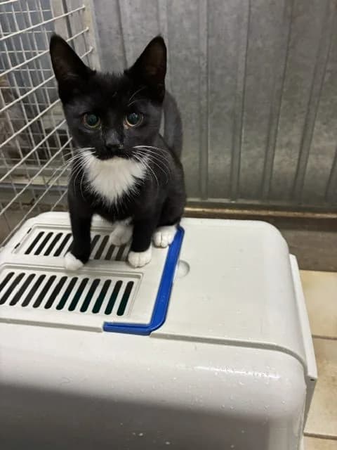 Kitty, puppy Mixed Breed for adoption at Dierencentrum De Mère
