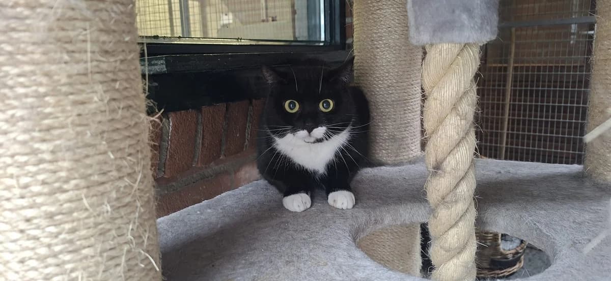 Moppie (Binnenkat), zwart female 7yo Mixed Breed for adoption at Dierencentrum De Mère