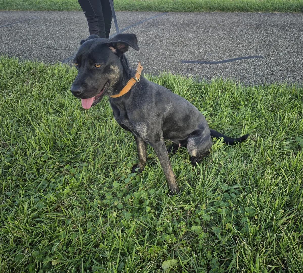 Sammie, 5yo Labrador Retriever for adoption at Dierencentrum De Mère