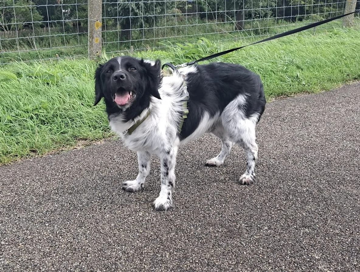 Toby, senior Mixed Breed for adoption at Dierencentrum De Mère
