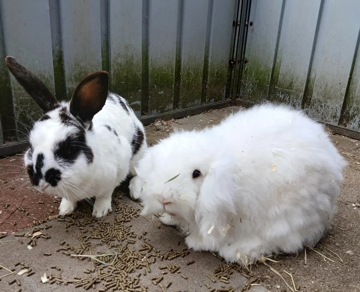 Kuki en Karel, female 7yo Mixed Breed for adoption at Dierenhulpverlening Woerden, Harmelen