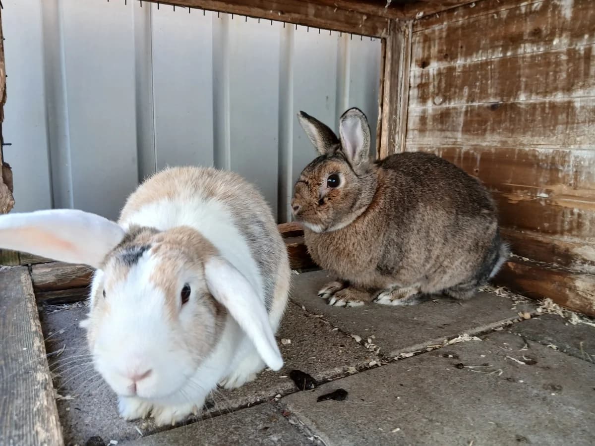 Beer en Nala, male Mixed Breed for adoption at Dierenhulpverlening Woerden, Harmelen