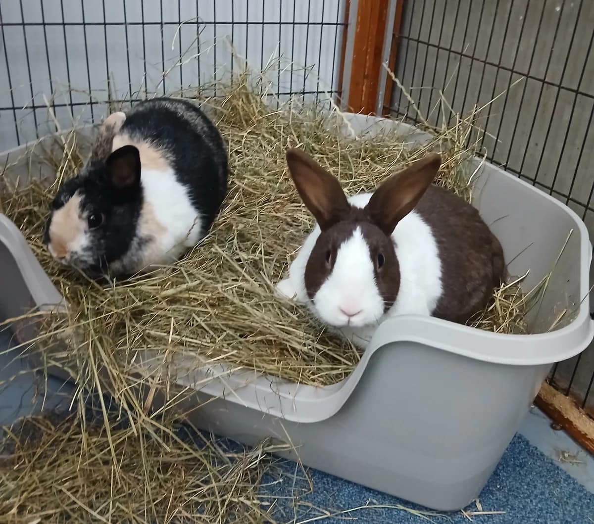 Bam bam en Bibi, male young Mixed Breed for adoption at Dierenhulpverlening Woerden, Harmelen