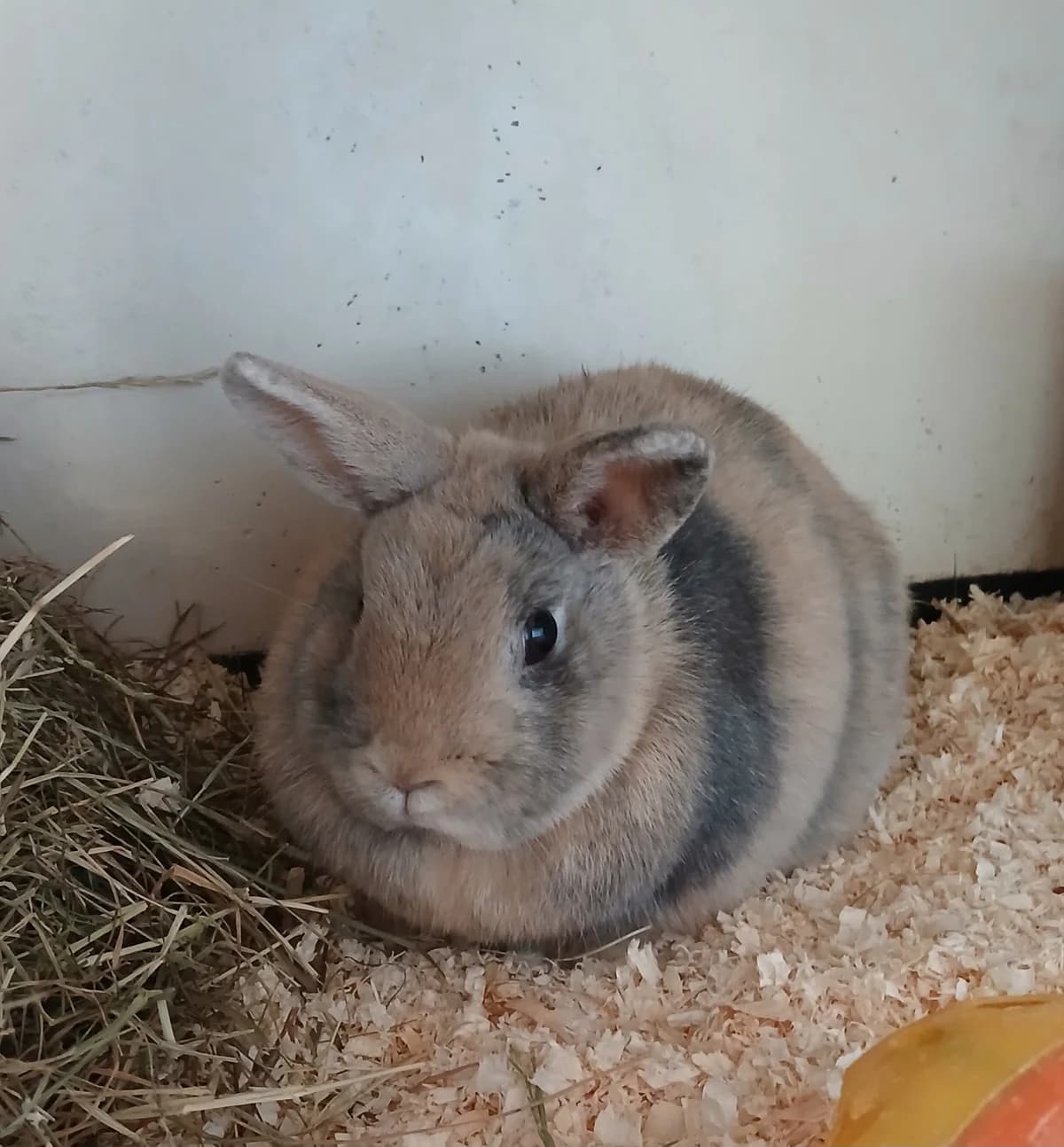Blooper, male Mixed Breed for adoption at Dierenhulpverlening Woerden, Harmelen