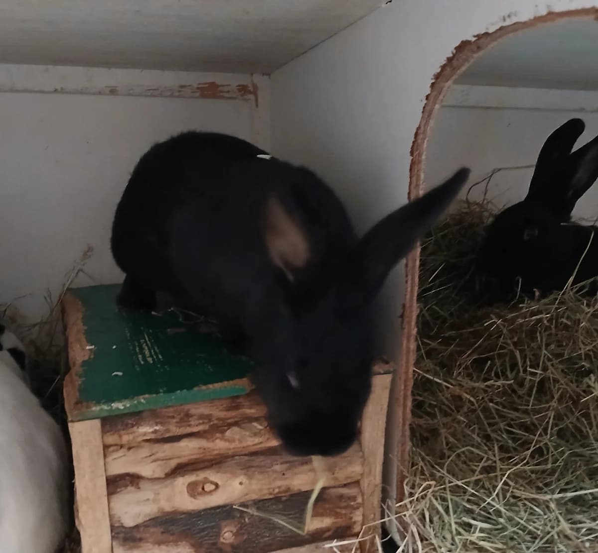Flitzy, male Mixed Breed for adoption at Dierenhulpverlening Woerden, Harmelen