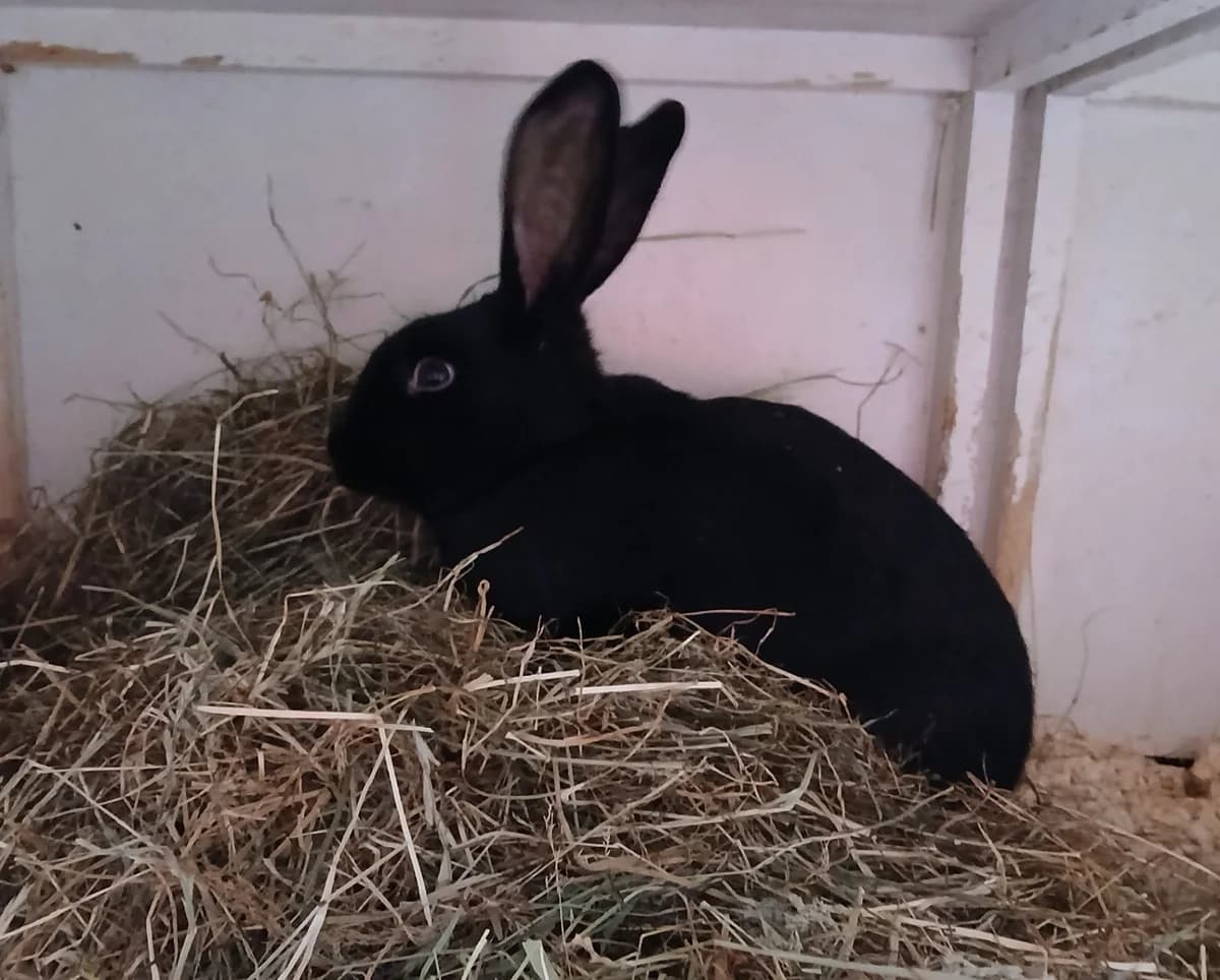 Flubber, male Mixed Breed for adoption at Dierenhulpverlening Woerden, Harmelen