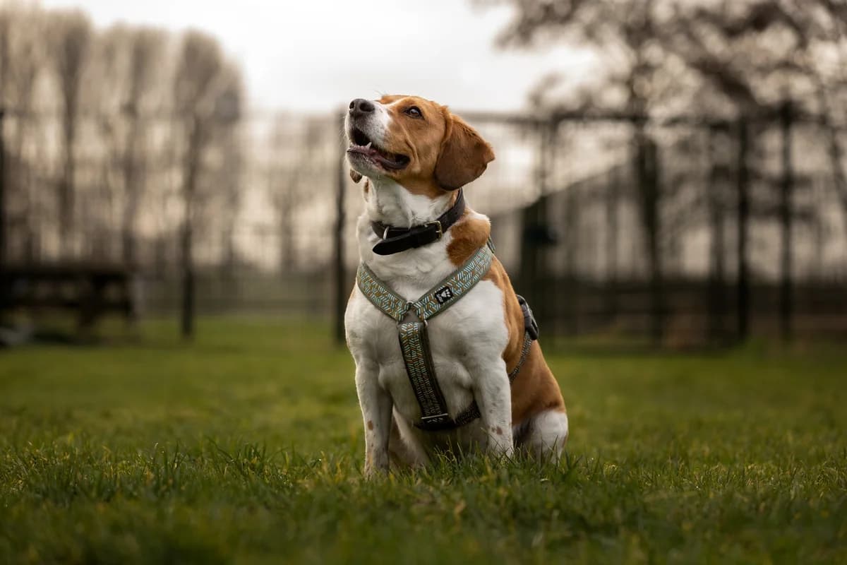 Dex, male Beagle for adoption at Dierenhulpverlening Woerden, Harmelen