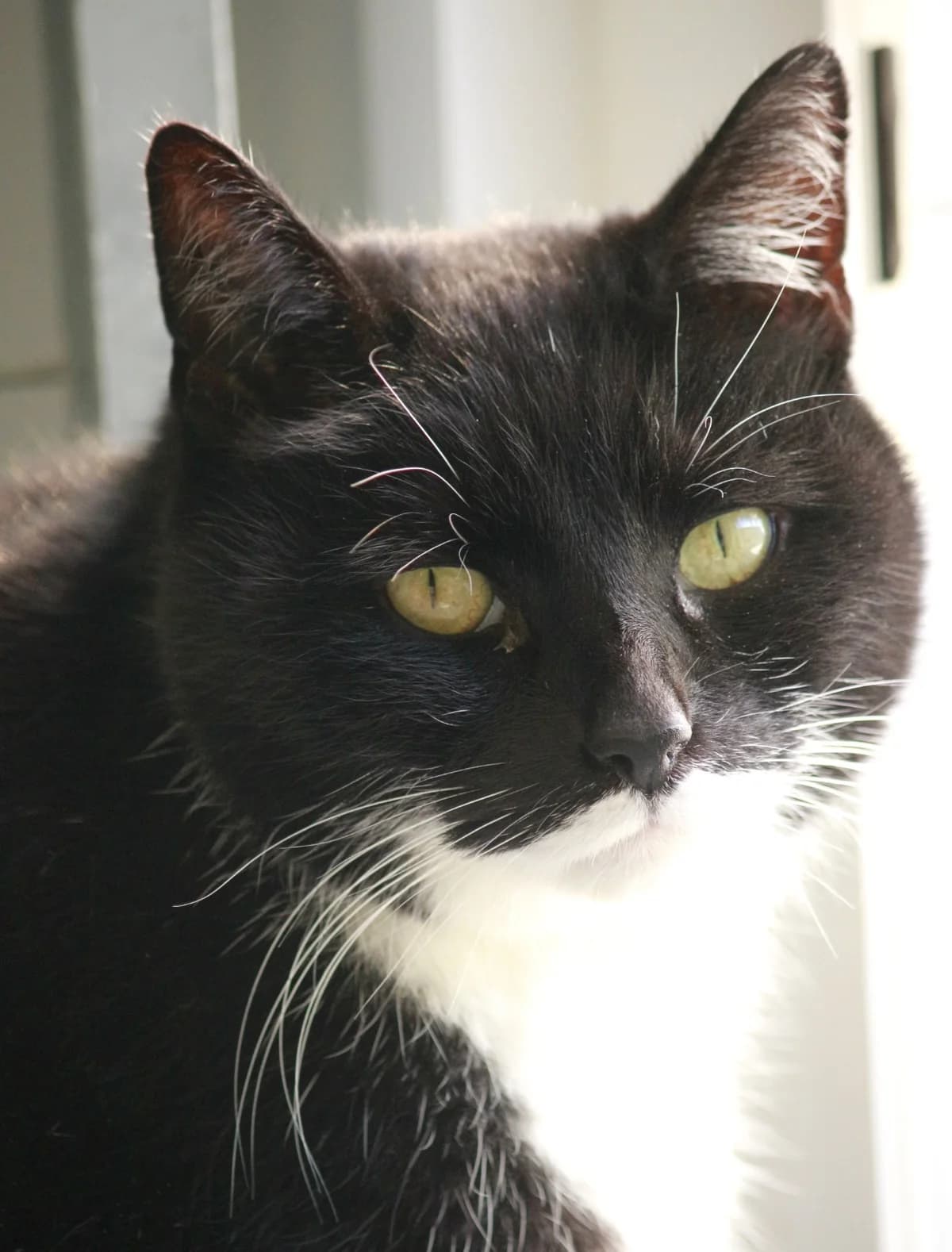 Nelson, male Mixed Breed for adoption at Dierenhulpverlening Woerden, Harmelen