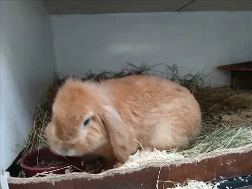Bliksem, male mixed breed for adoption at Dierenhulpverlening Woerden, Harmelen