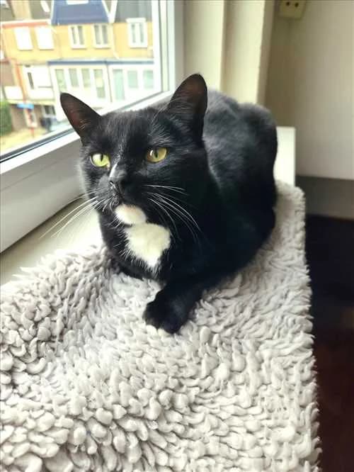 Cooper, female Mixed Breed for adoption at Dierenhulpverlening Woerden, Harmelen