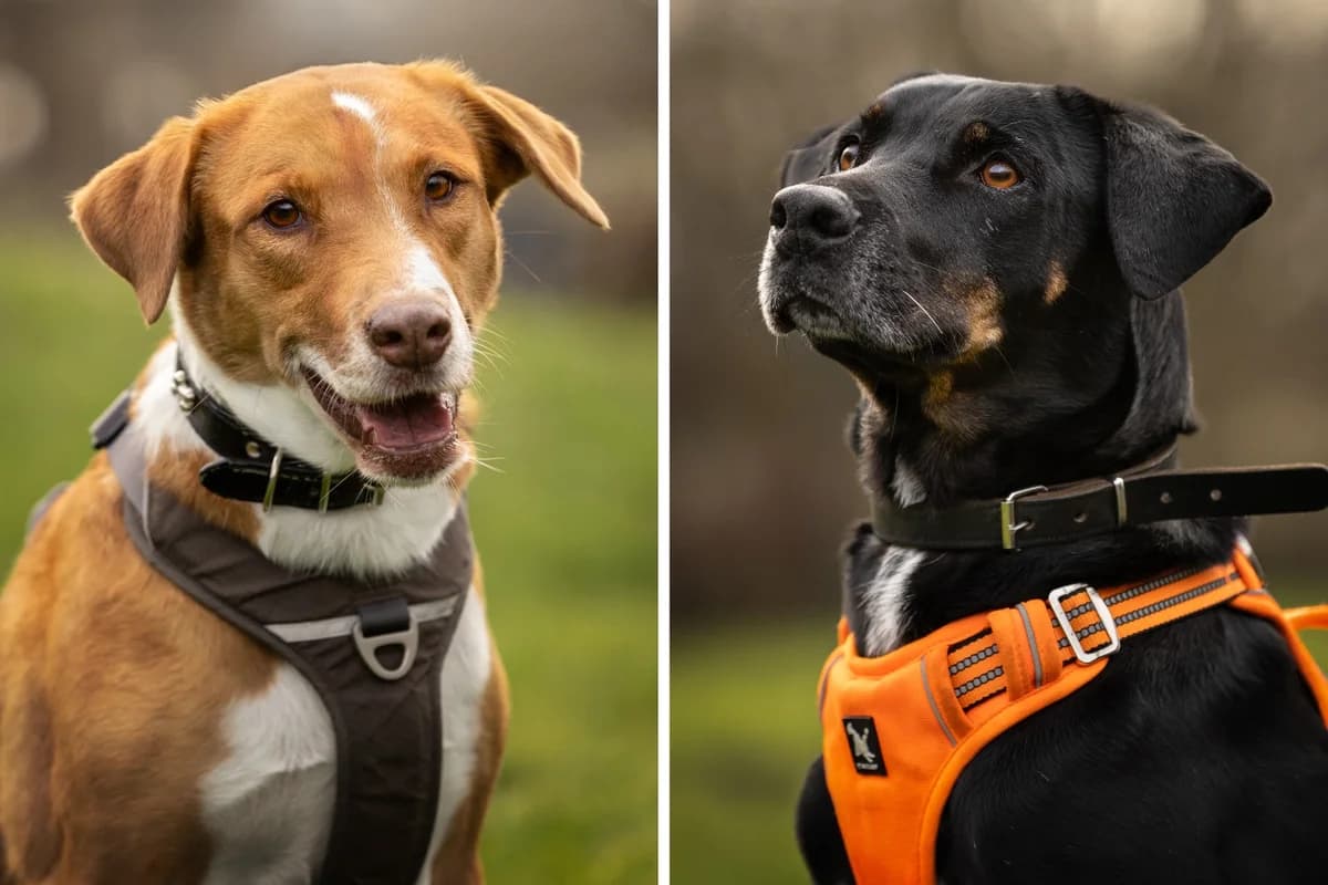 Semmie en Bono, female mixed breed for adoption at Dierenhulpverlening Woerden, Harmelen