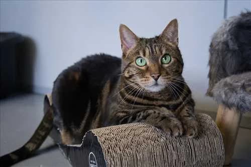 Digi, bruin female senior Bengal for adoption at Dierenhulpverlening Woerden, Harmelen