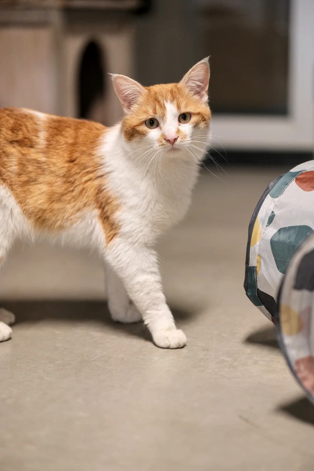 Jasper, male young Mixed Breed for adoption at Dierenhulpverlening Woerden, Harmelen