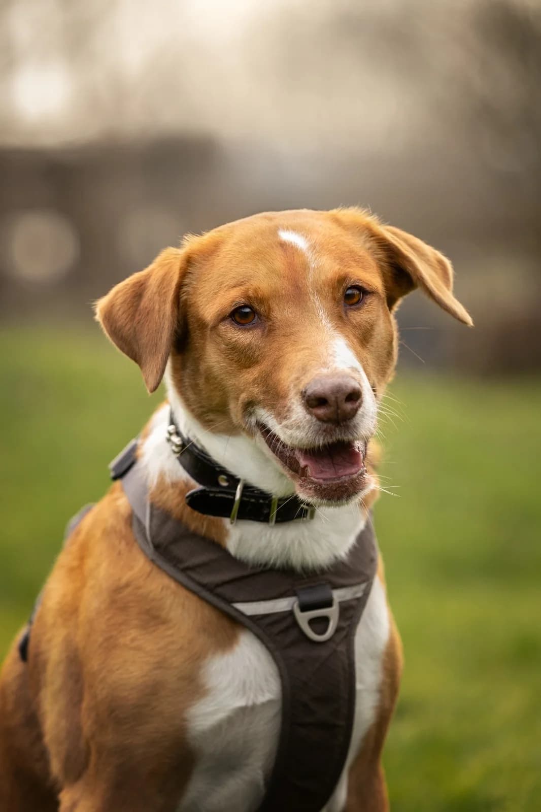 Semmie, female 7yo mixed breed for adoption at Dierenhulpverlening Woerden, Harmelen