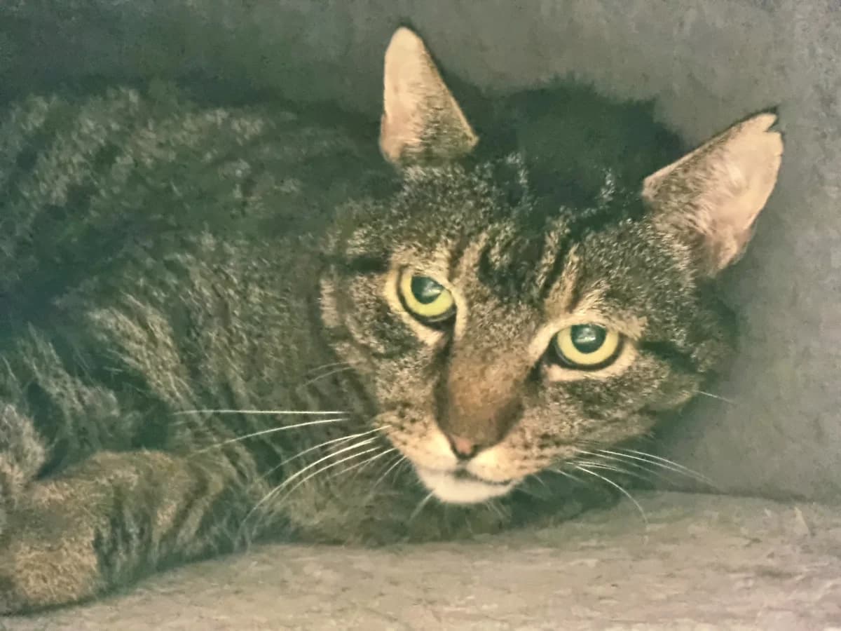 Tijger, zwart male senior Mixed Breed for adoption at Dierenhulpverlening Woerden, Harmelen