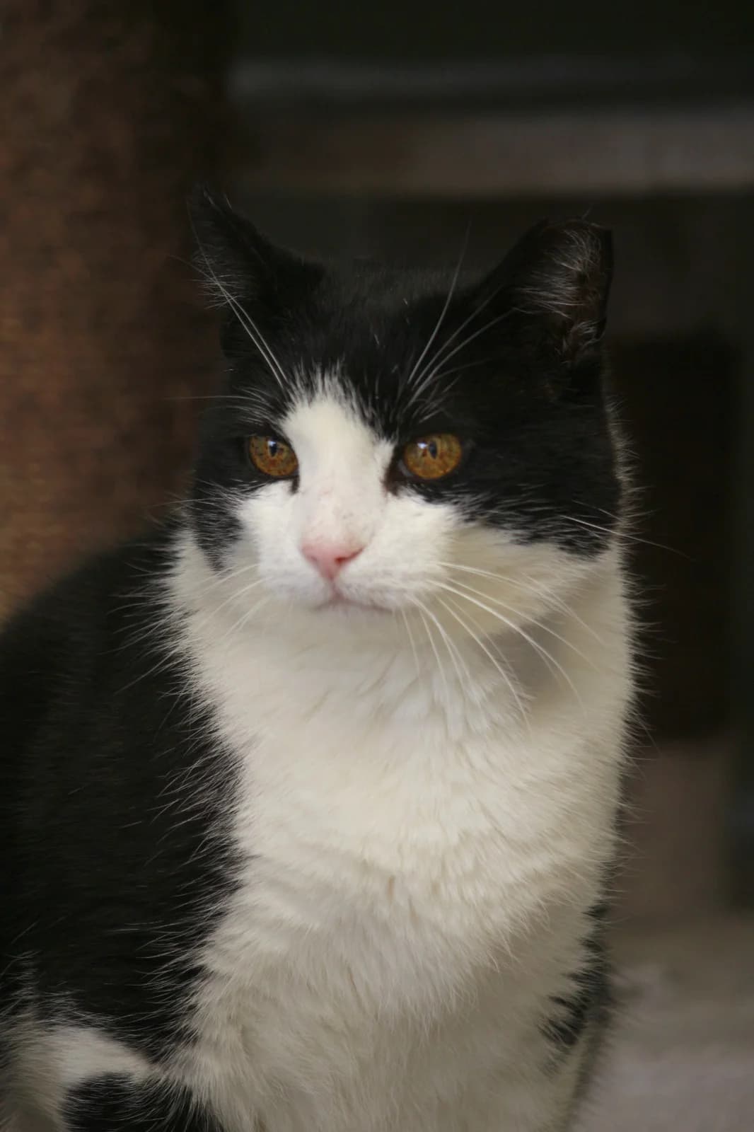 Hummer, male senior Mixed Breed for adoption at Dierenhulpverlening Woerden, Harmelen