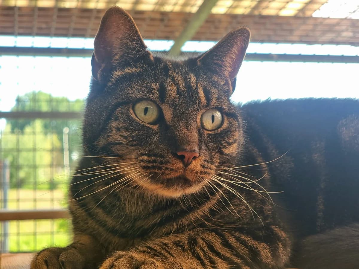 Bonny, male 5yo Mixed Breed for adoption at Dierenhulpverlening Woerden, Harmelen