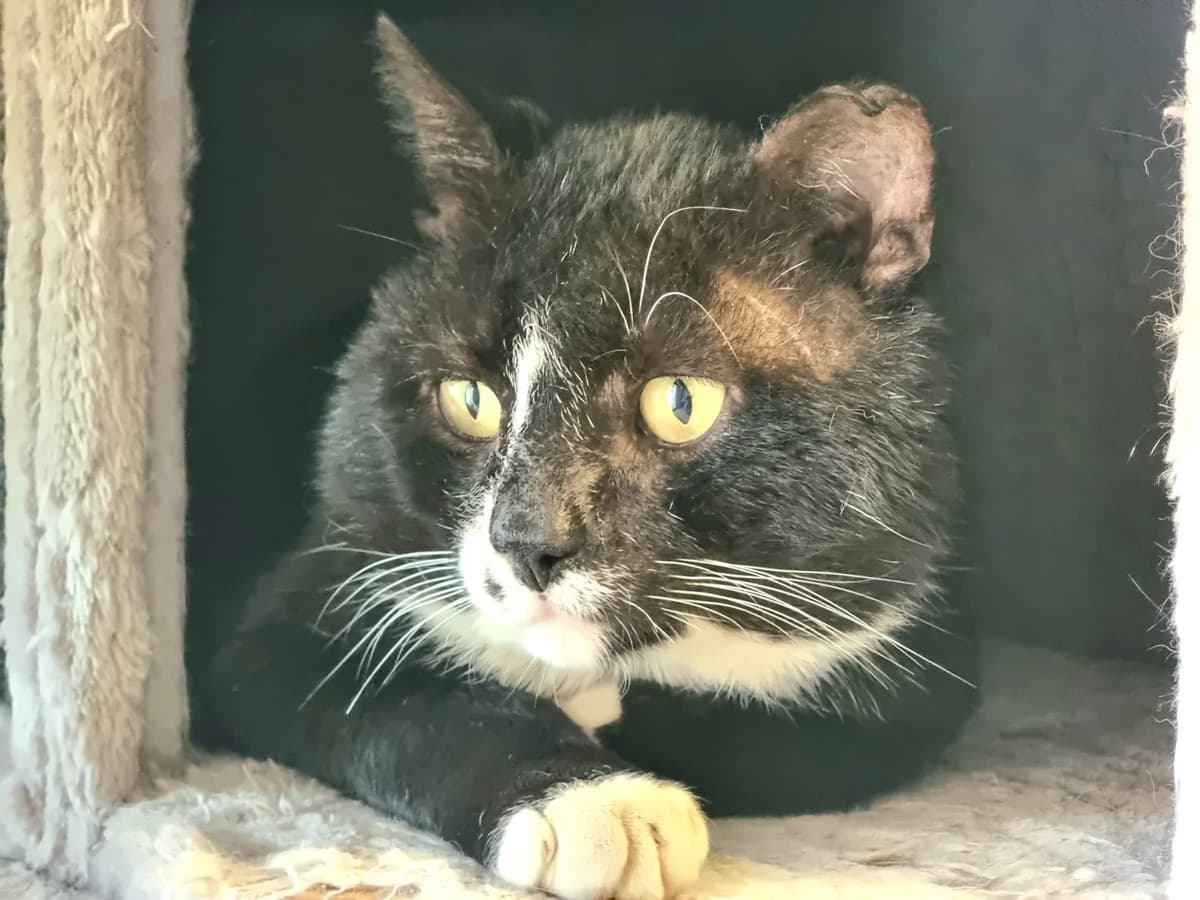 Budha, male 5yo Mixed Breed for adoption at Dierenhulpverlening Woerden, Harmelen