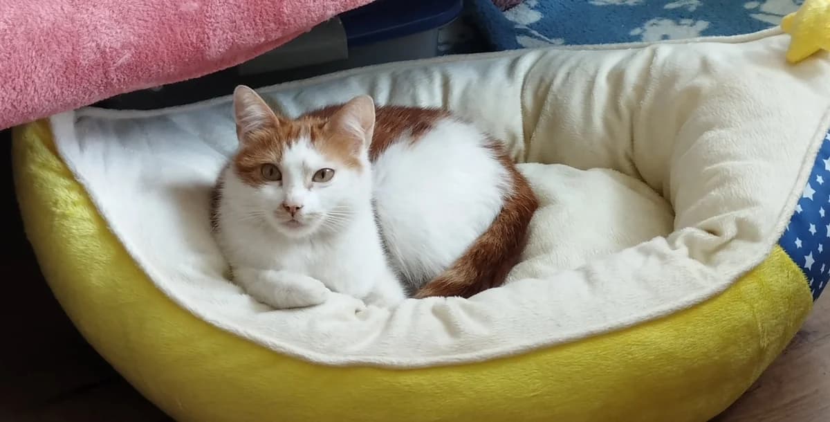 Marietje, rood female young Mixed Breed for adoption at Dierenhulpverlening Woerden, Harmelen