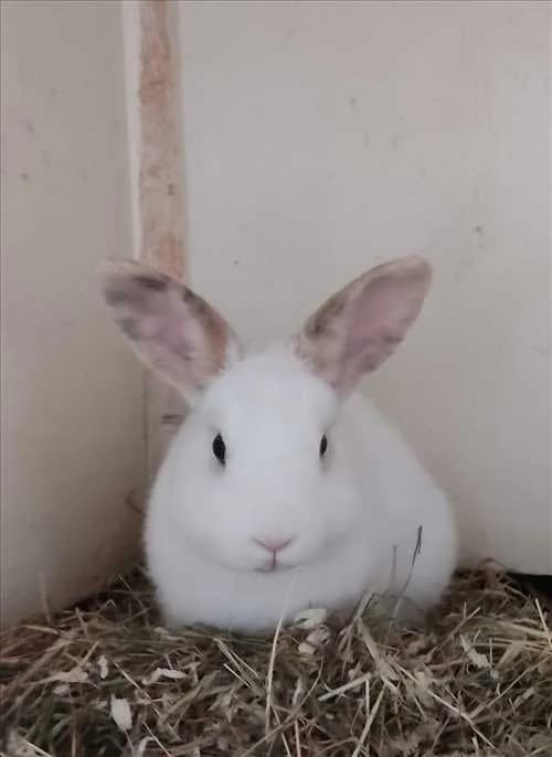 Fletcher, male 3yo Mixed Breed for adoption at Dierenhulpverlening Woerden, Harmelen