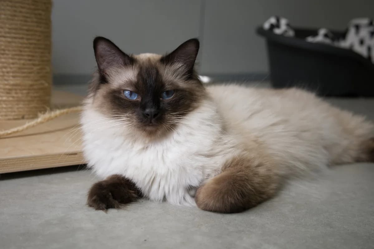 Luna, chocoladebruin female 4yo Ragdoll for adoption at Dierenhulpverlening Woerden, Harmelen