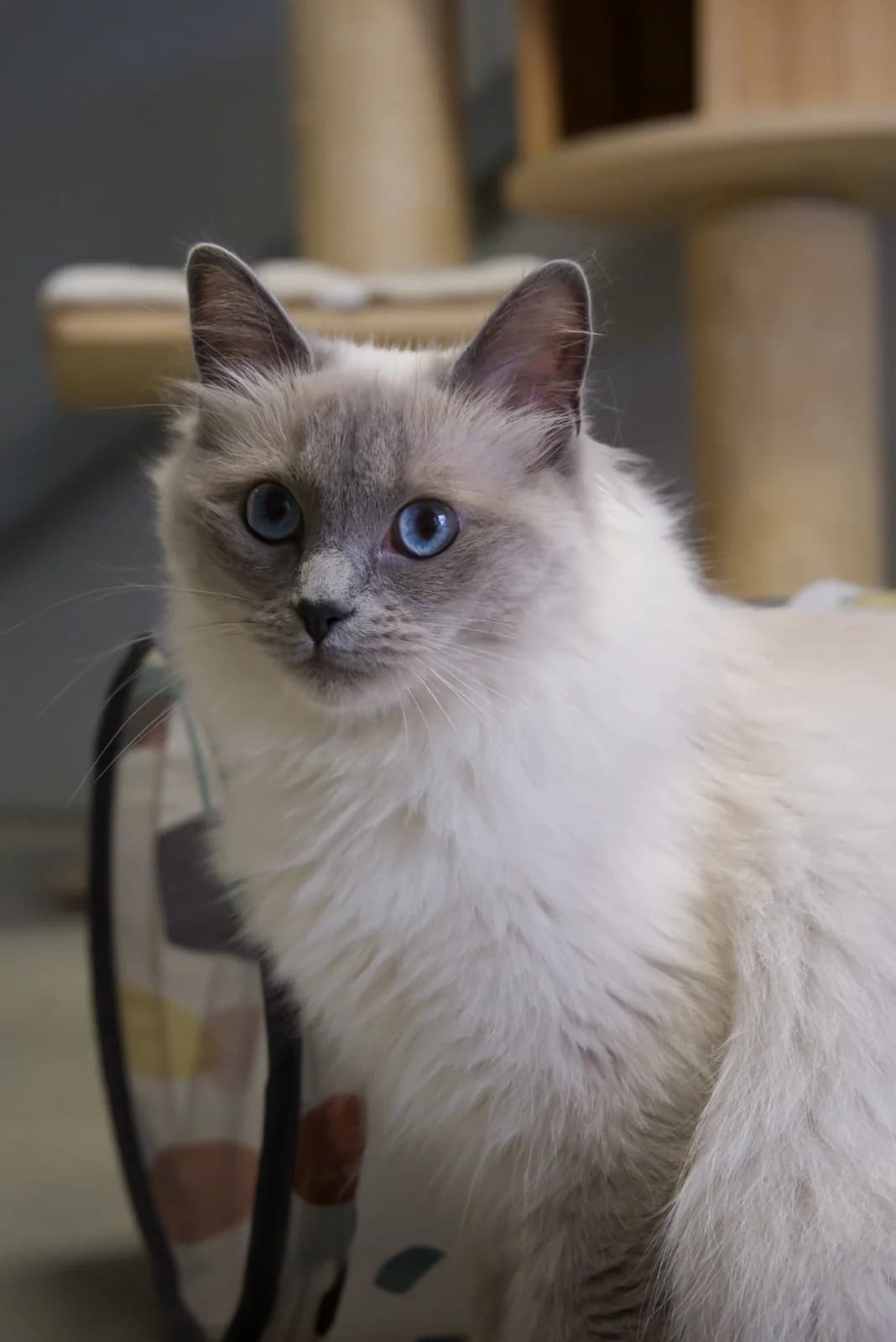 Snowy, chocoladebruin female young Ragdoll for adoption at Dierenhulpverlening Woerden, Harmelen