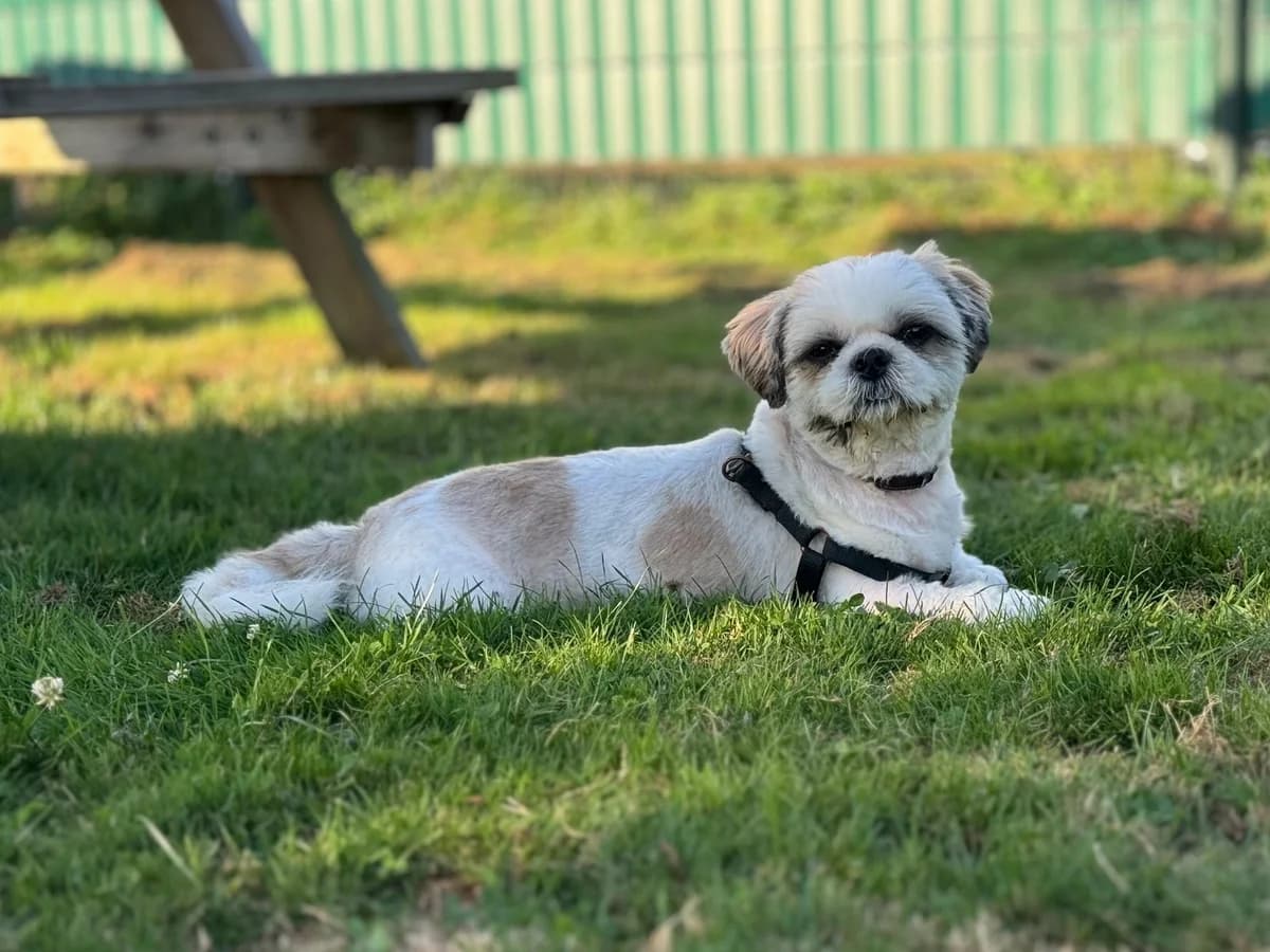 Sammie, male 6yo Shih Tzu for adoption at Dierenhulpverlening Woerden, Harmelen