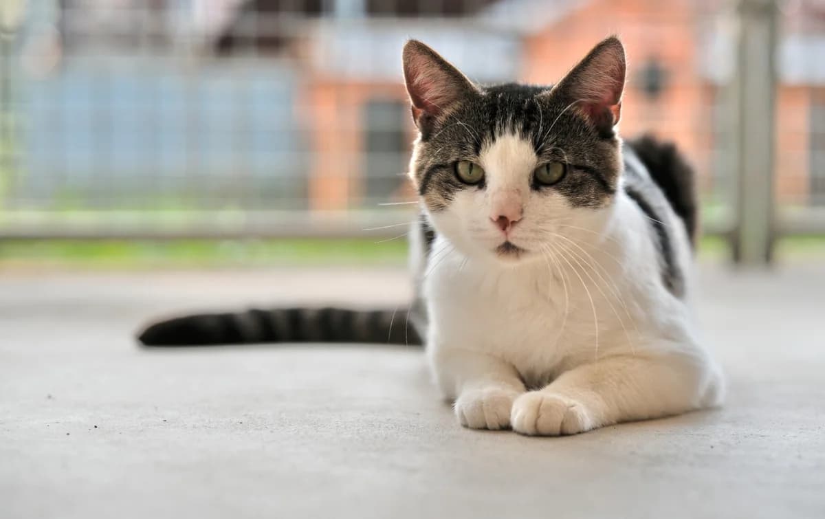 Karel, male 4yo mixed breed for adoption at Dierenhulpverlening Woerden, Harmelen