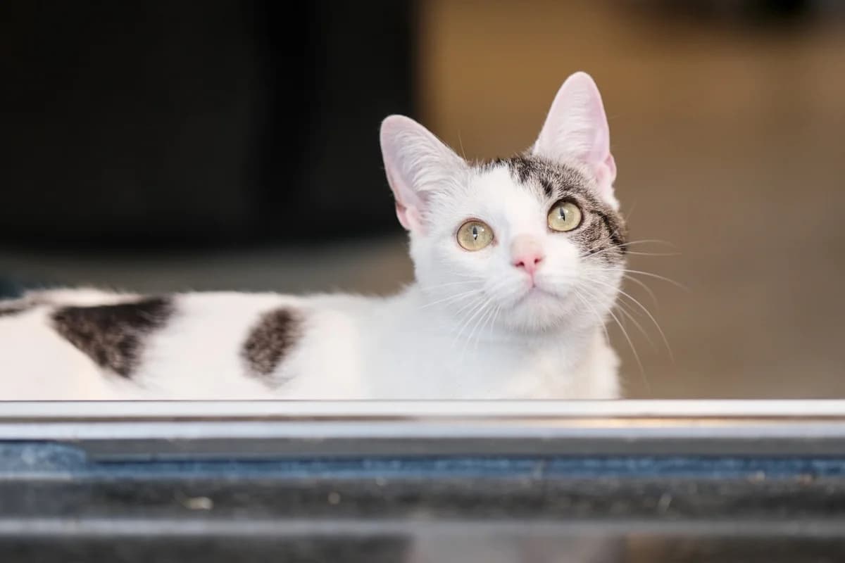 Kitty, female young mixed breed for adoption at Dierenhulpverlening Woerden, Harmelen