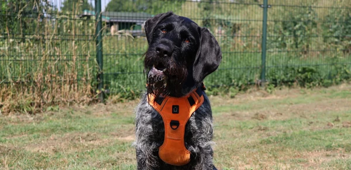 Puck, female 7yo mixed breed for adoption at Dierenhulpverlening Woerden, Harmelen