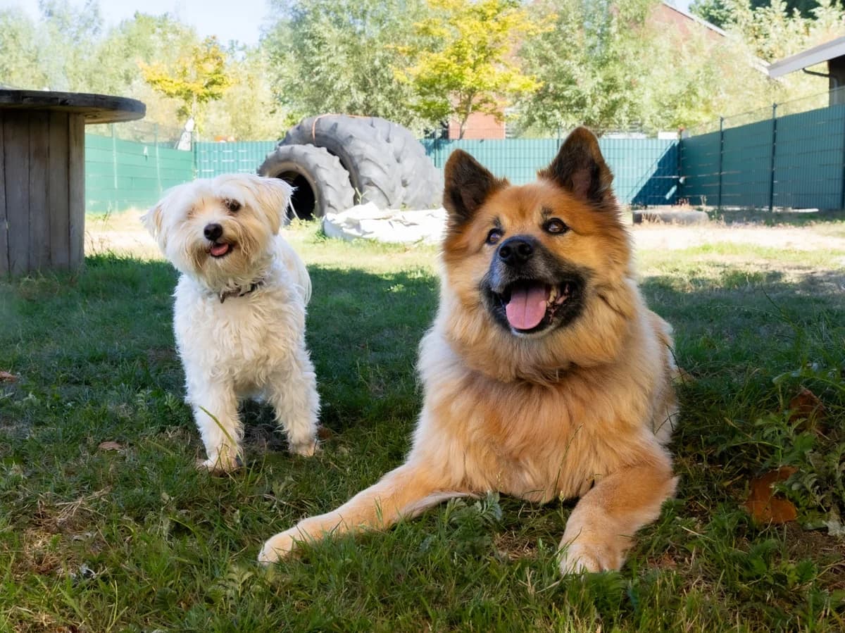Sammy en Jenny, female senior mixed breed for adoption at Dierenhulpverlening Woerden, Harmelen