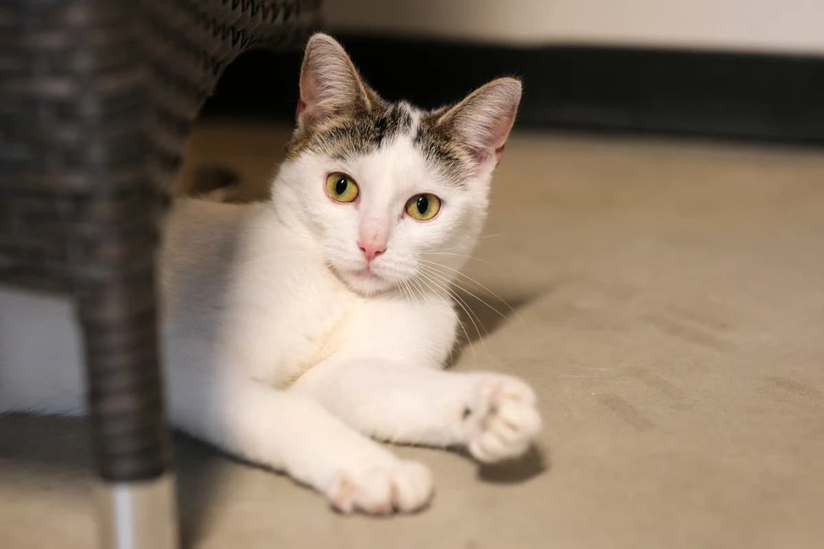 Wiesje, female young Mixed Breed for adoption at Dierenhulpverlening Woerden, Harmelen