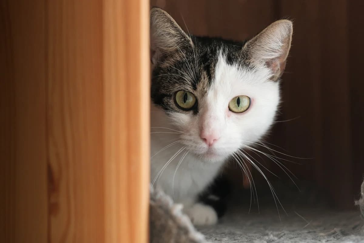 Mimi, female 4yo Mixed Breed for adoption at Dierenhulpverlening Woerden, Harmelen