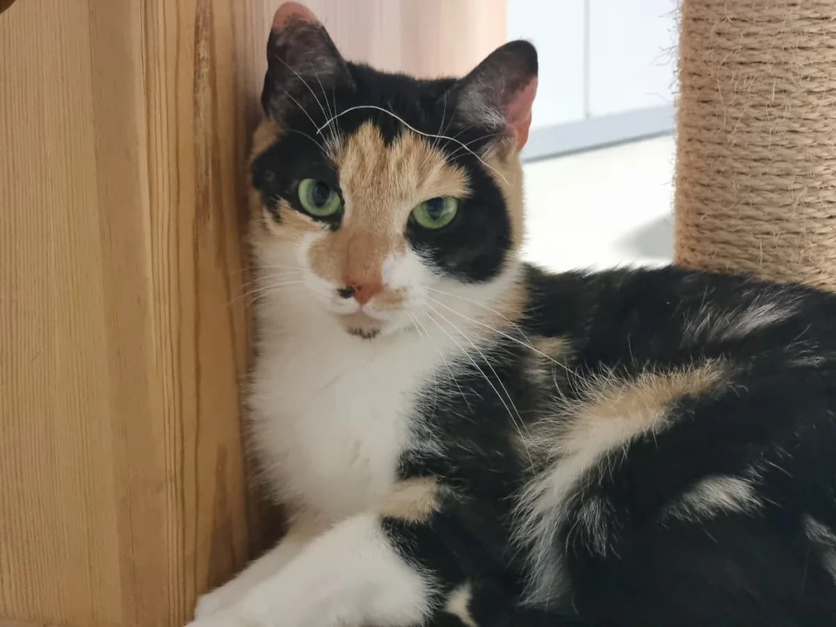 Fleur, female 4yo Mixed Breed for adoption at Dierenhulpverlening Woerden, Harmelen