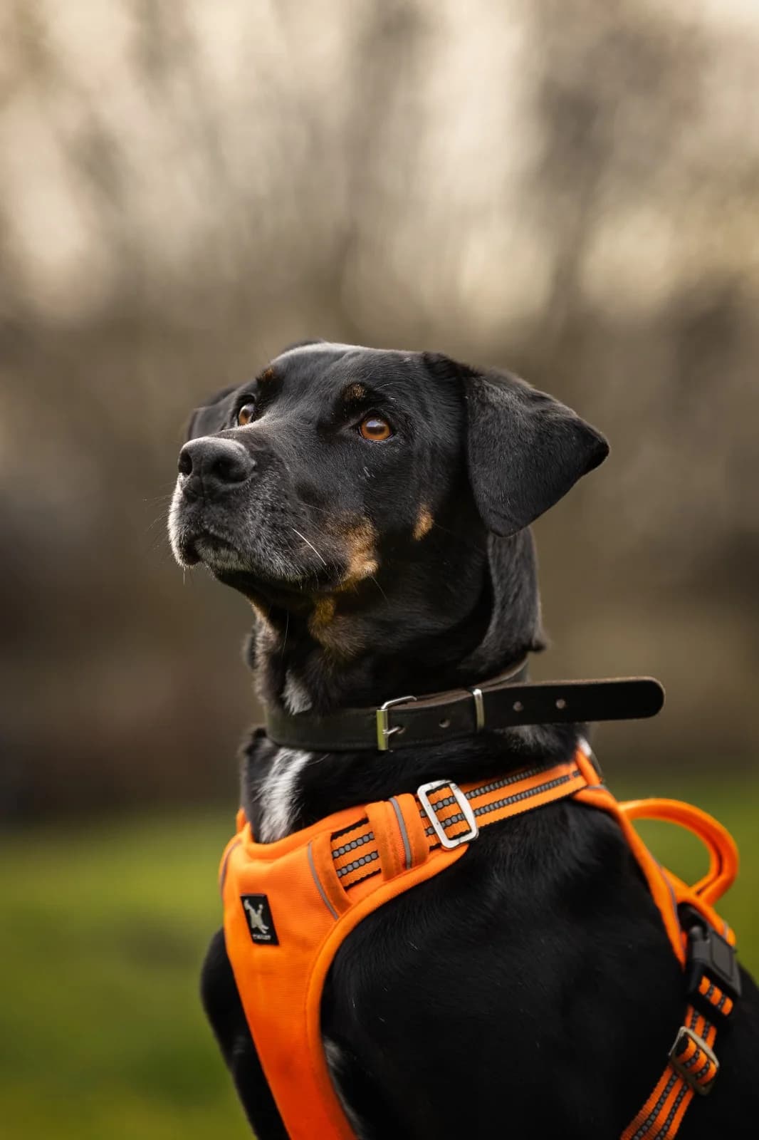 Bono, goud male 7yo mixed breed for adoption at Dierenhulpverlening Woerden, Harmelen