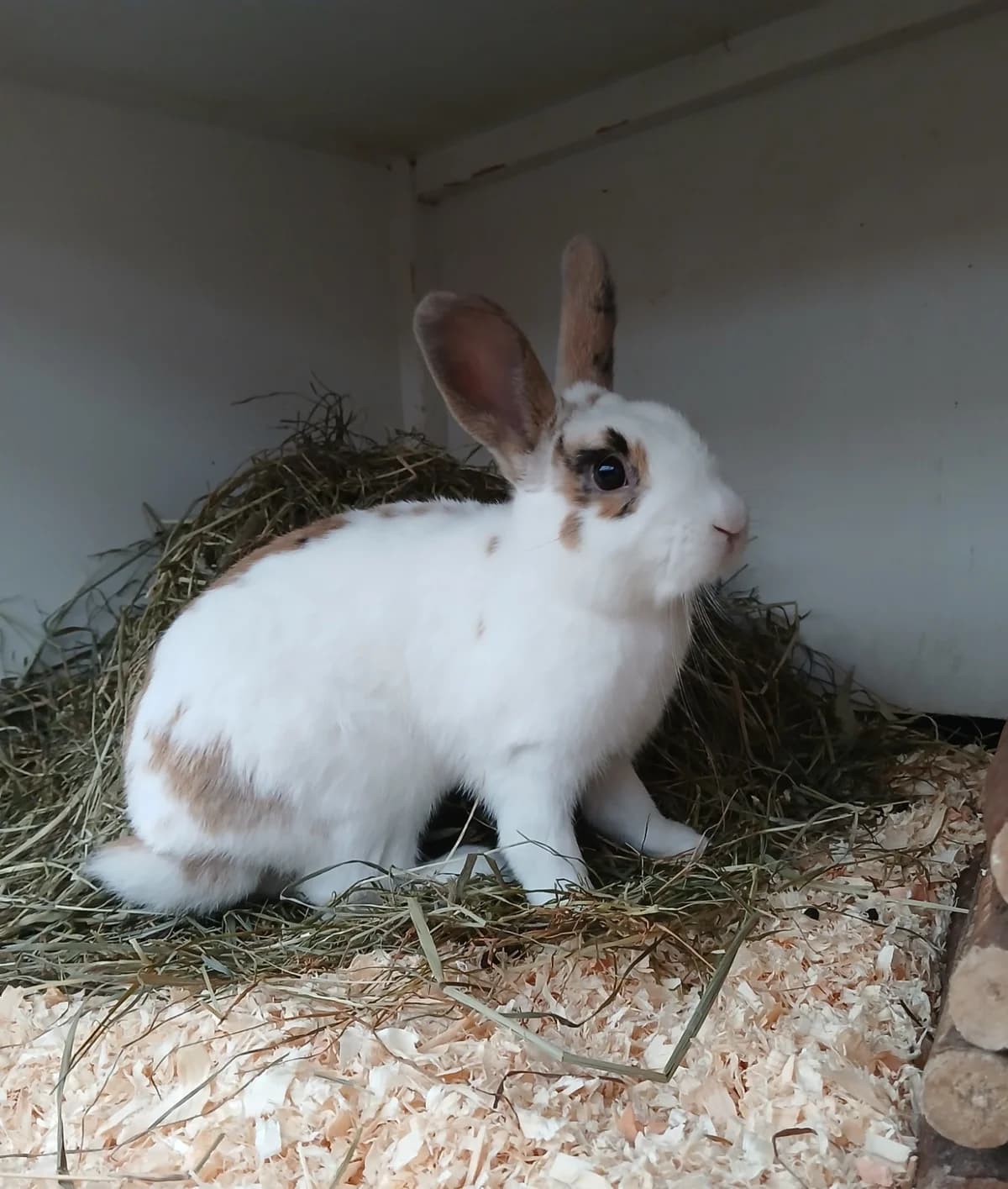 Panini, male Mixed Breed for adoption at Dierenhulpverlening Woerden, Harmelen