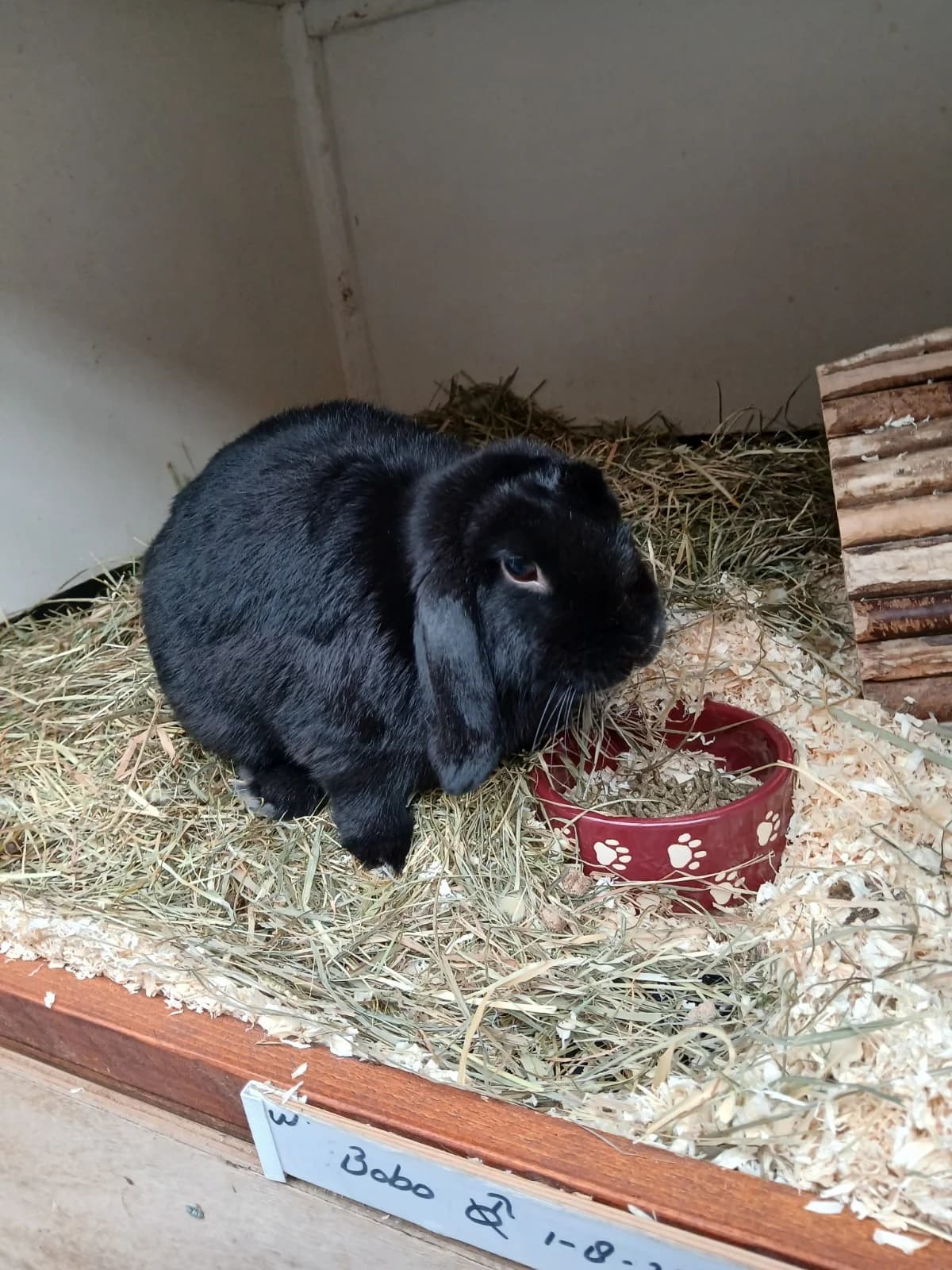 Bobo, male young mixed breed for adoption at Dierenhulpverlening Woerden, Harmelen