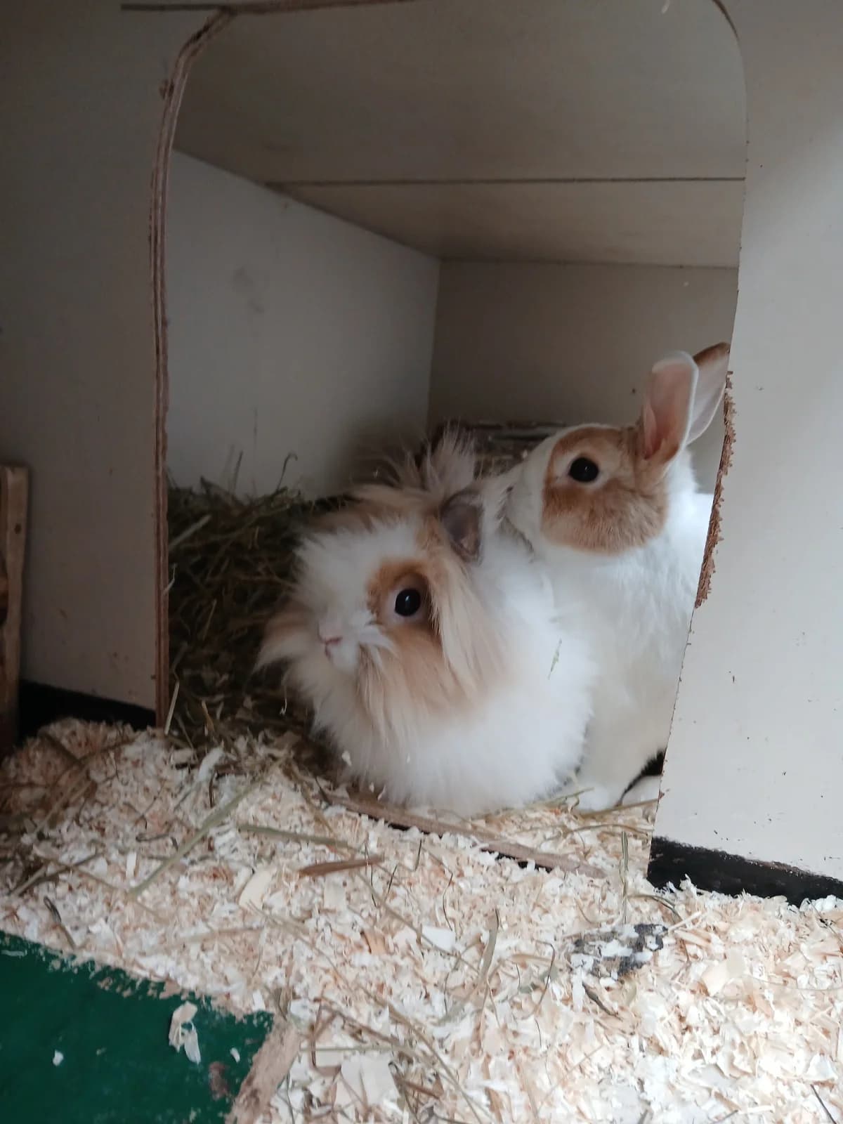 Frodo en Pluto, male young Mixed Breed for adoption at Dierenhulpverlening Woerden, Harmelen