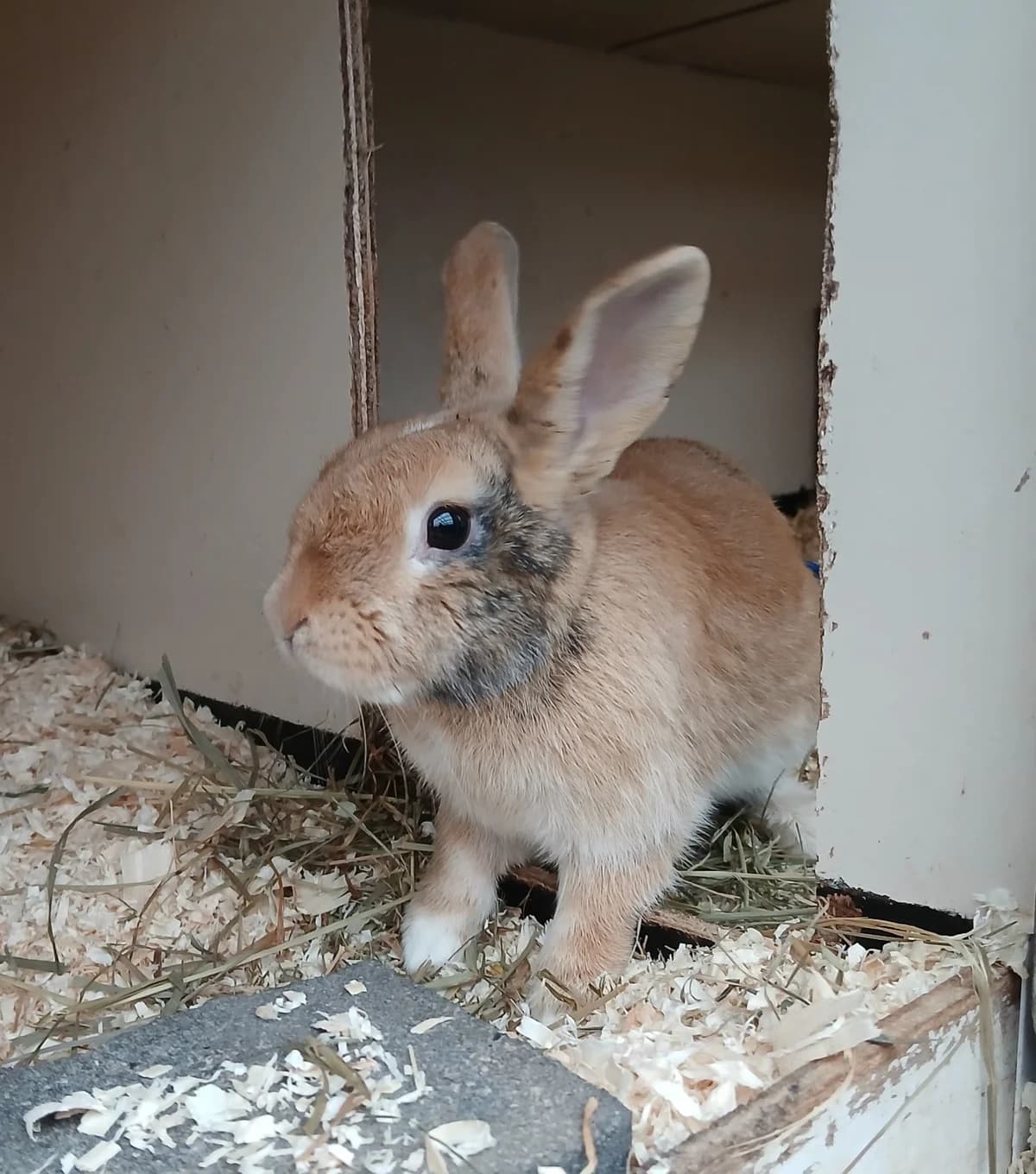 Spooky, male Mixed Breed for adoption at Dierenhulpverlening Woerden, Harmelen