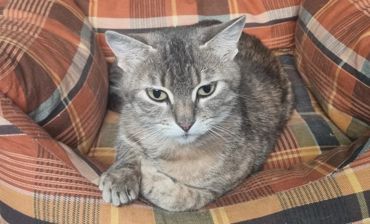 Chy, female young Mixed Breed for adoption at Dierenhulpverlening Woerden, Harmelen