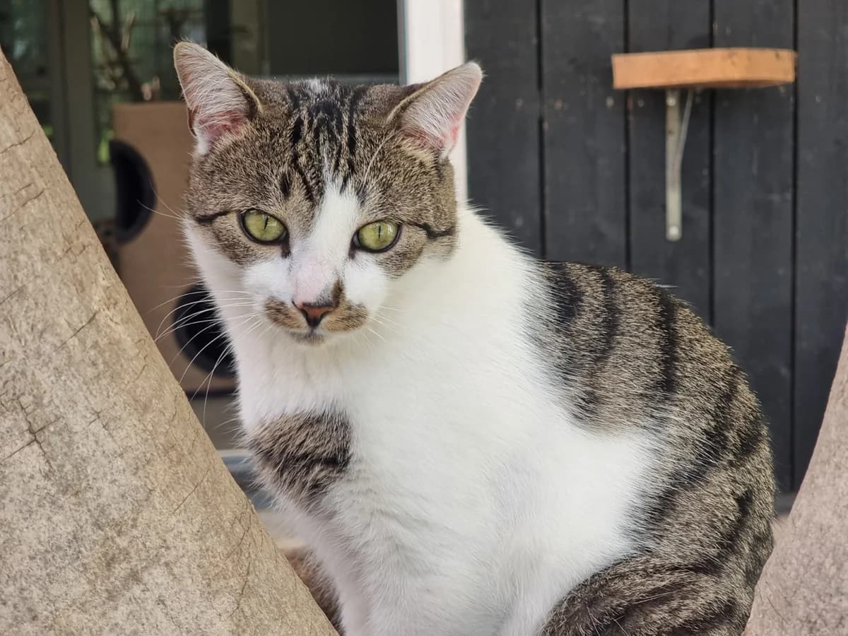 Lesly, male young Mixed Breed for adoption at Dierenhulpverlening Woerden, Harmelen
