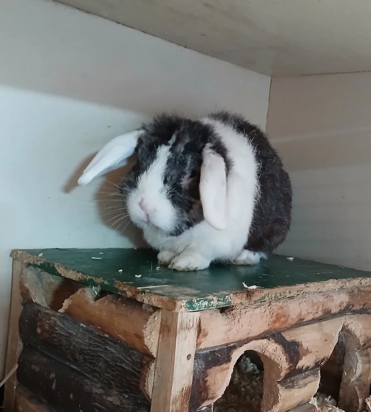 Poncho, male 5yo Mixed Breed for adoption at Dierenhulpverlening Woerden, Harmelen