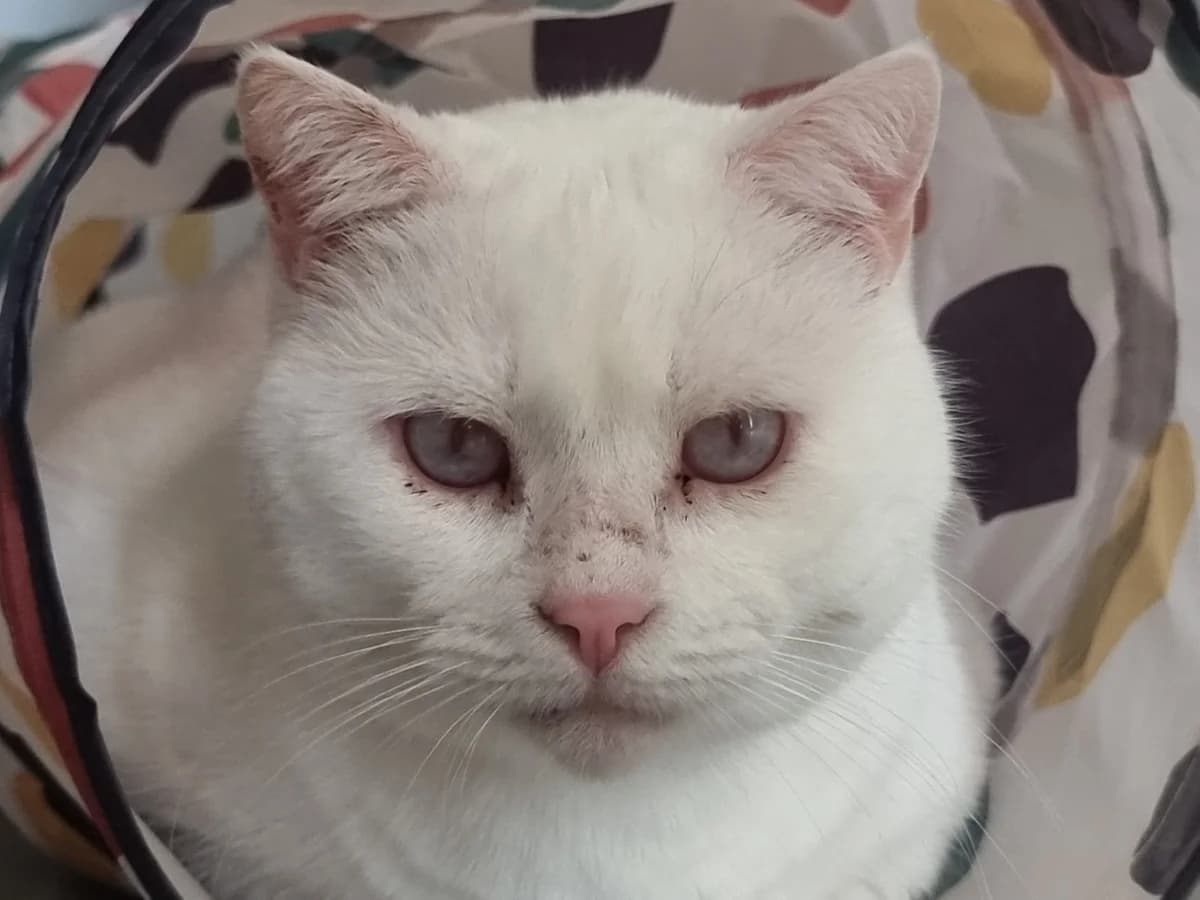 Witje, wit female 6yo Mixed Breed for adoption at Dierenhulpverlening Woerden, Harmelen