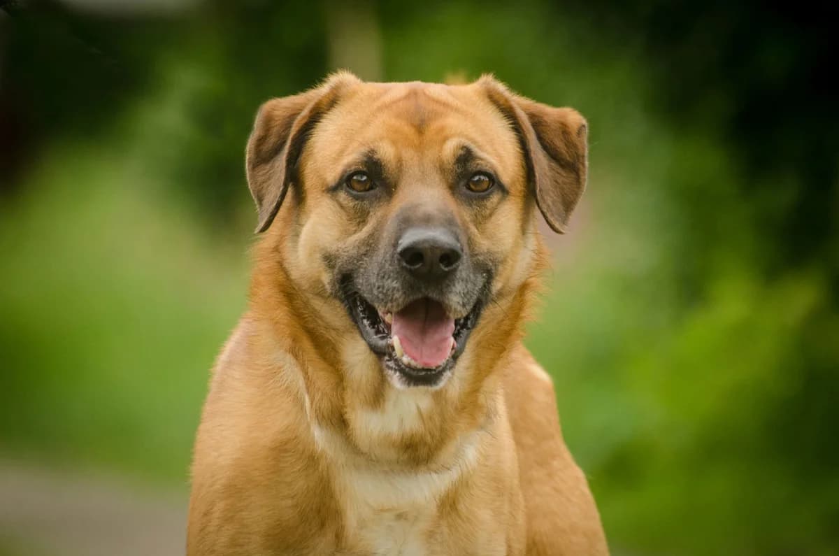 Boris, male Mixed Breed for adoption at Dierenopvang de Wissel, Tilburg