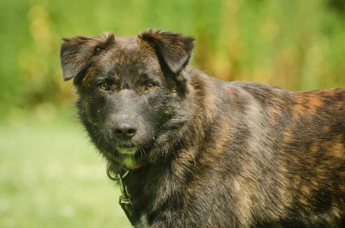 Mario, male Mixed Breed for adoption at Dierenopvang de Wissel, Tilburg